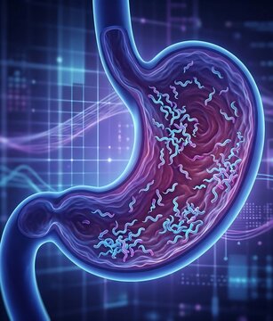 Stomach with Helicobacter Pylori Colonization: stomach lining with numerous small, spiral-shaped H. Pylori bacteria densely colonized on the surface mucosa, causing irritation	
