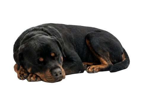 Cute rottweiler dog sleeping peacefully on white background.