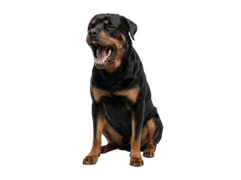Cute Rottweiler yawning dog sitting down isolated.