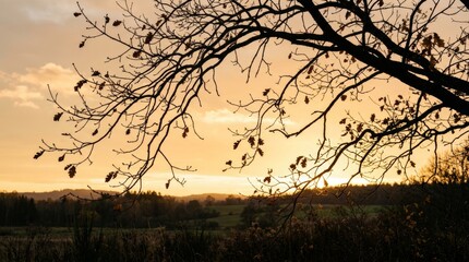 Obraz premium Silhouette of bare tree branches framing golden sunset over rural autumn landscape