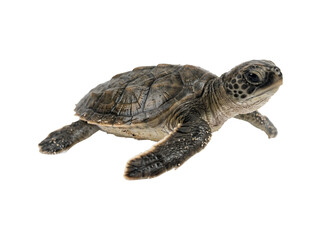 Fototapeta premium Cute small sea turtle crawling forward on a clean white background.