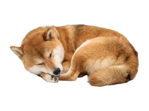 Cute sleeping shiba inu dog curled up isolated.