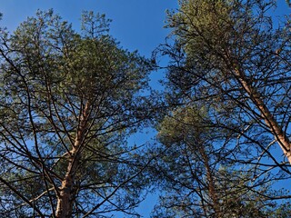 Fototapeta premium Tall pine trees reaching into a clear blue autumn sky, peaceful woodland scenery, natural forest, outdoor travel, quiet escape.
