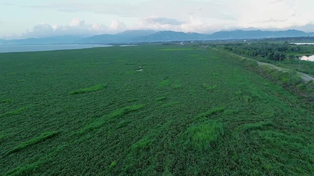 Aerial View of Dense Water Hyacinth Vegetation