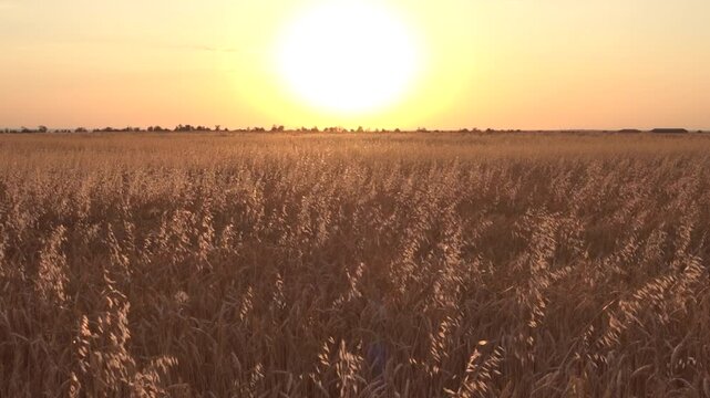 The image of a hot grassy steppe. The panicles of wild oat (Avena fatua) flutter in the light wind against the sunset sky