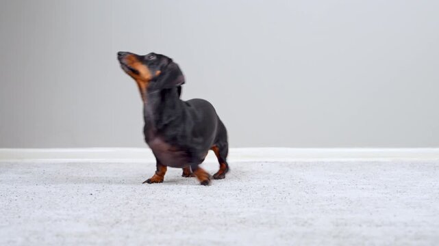 A black and tan dachshund dog sits, then spins and trots energetically across a carpeted floor indoors, tongue out and tail wagging with excitement.