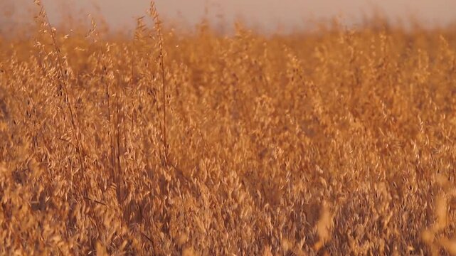 The image of a hot grassy steppe. The panicles of wild oat (Avena fatua) flutter in the light wind against the sunset sky