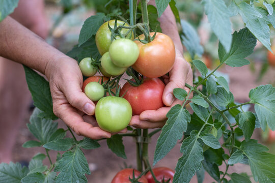 Hands Holding a Large Cluster of Ripe and Green Tomatoes on a Tomato Plant