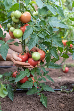 Hands Holding Ripe and Green Tomatoes in a Vegetable Garden with Tomato Rows