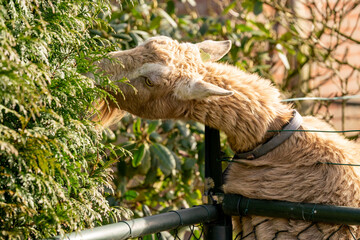 Naklejka premium Brown alpaca grazing on a trimmed hedge over a metal railing in a sunlit garden, close-up portrait showing fleece and collar