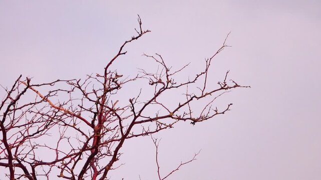 A summer flock of starlings with young birds (brown) on gleditschia tree. Post-wedding season