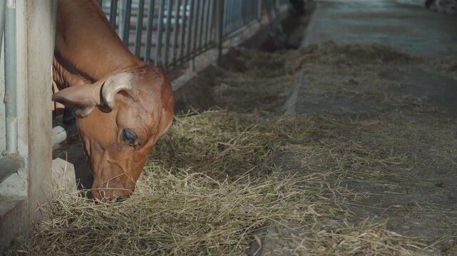 Close up of cows feeding on fresh grass in livestock shed agriculture concept.	
