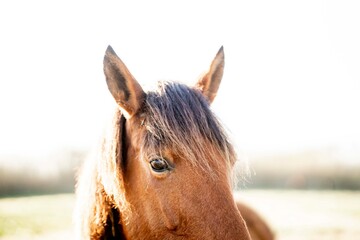 Close-up portrait of a bay horse with dark mane and attentive ears in soft high-key natural light © PIC by Femke