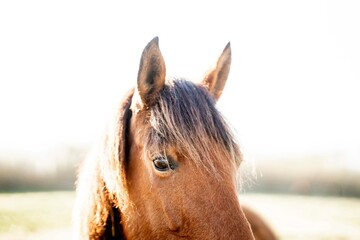 Close-up portrait of a bay horse head with mane in soft sunlight, shallow depth of field, pastoral blurred background © PIC by Femke
