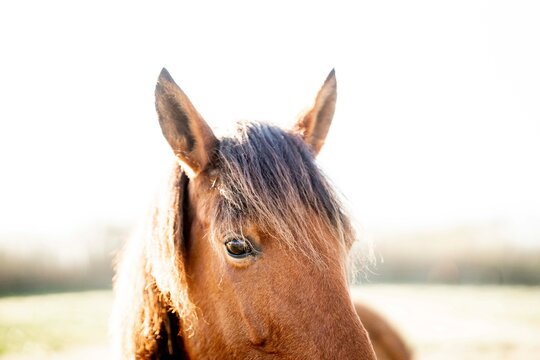 Close-up portrait of a bay horse with dark mane and attentive ears in soft high-key natural light