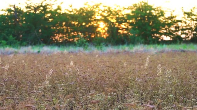 Coriander (Coriandrum sativum) sunset field with ripe seeds. Flavoring condiment (kitchen herbs) and a wonderful honey (nectariferous) plant. Use in perfumery, cosmetics, soap making, gin production
