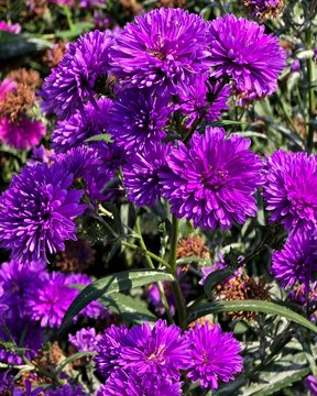 Purple Flower