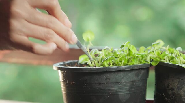 Close-up footage of hands propagating small green plant cuttings by planting them closely in moist organic soil inside a black pot, demonstrating home gardening and plant propagation.