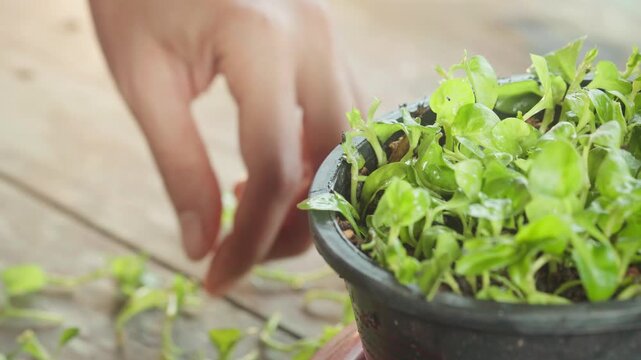 Close-up footage of hands propagating small green plant (watercress) cuttings by planting them closely in moist organic soil inside a black pot, demonstrating home gardening and plant propagation.