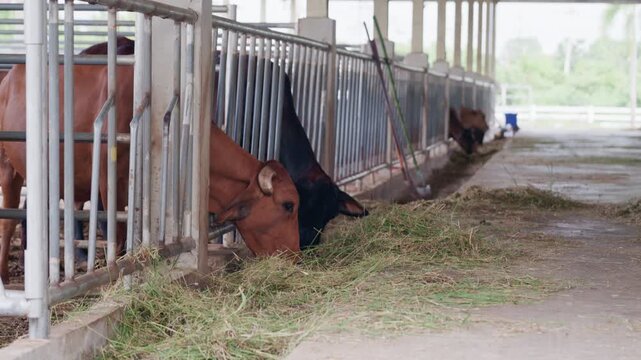 Close up of cows feeding on fresh grass in livestock shed agriculture concept.	
