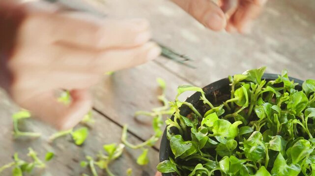 Hands carefully select and p&aring;&ccedil;lant small green (watercress) cuttings into moist soil, showing the propagation process in a close-up view.