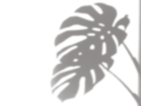 Exotic monstera leaf shadow cast by bright sunlight creating organic patterns across a clean white surface with soft blurred edges displayed uniquely on transparent background