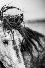 Close-up black and white portrait of a horse with windswept mane and soft blurred background © PIC by Femke