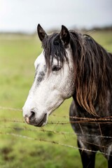 Close-up portrait of a gray horse head with long dark mane beside a barbed wire fence in a green pasture © PIC by Femke