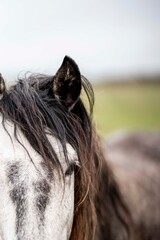 Close-up portrait of a gray horse with a long dark mane in a blurred green pasture, focus on eye and ear © PIC by Femke