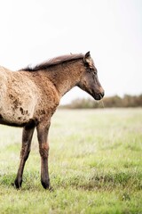 Brown dun horse standing in a green pasture, side profile portrait with blurred treeline background © PIC by Femke