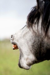 Close-up of a gray horse yawning in a green pasture, open mouth showing teeth and mane in profile © PIC by Femke