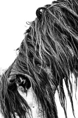 High-contrast black and white close-up portrait of a horse with a long shaggy mane covering its eye © PIC by Femke