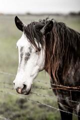 Close-up portrait of a horse with dark mane beside a barbed wire fence in a grassy rural pasture under overcast sky © PIC by Femke