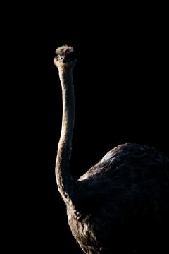 Low-key portrait of an ostrich with elongated neck and textured plumage against a black background, high-contrast wildlife close-up