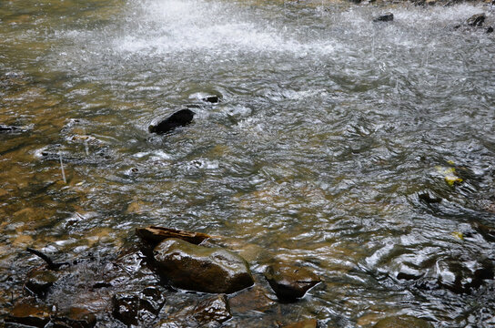 Forest Bathing in the Bankhead National Forest 