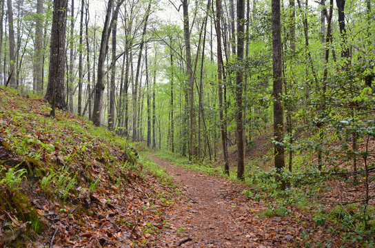 Forest Bathing in the Bankhead National Forest 