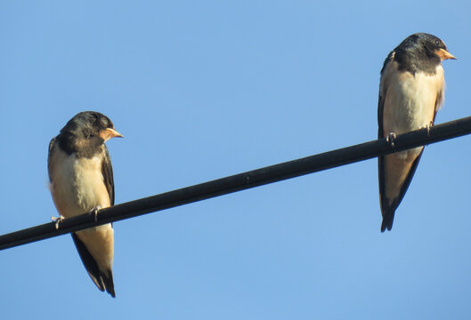 Two young swallows perched on a wire. In Romania