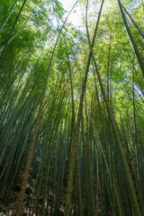 Obraz premium Bamboo forest near Mitaki-Dera temple in Hiroshima, Japan