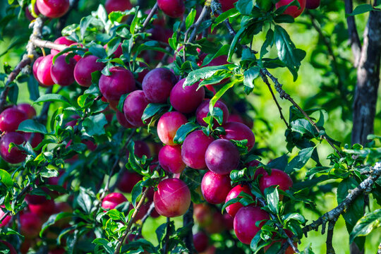 Ripe plums hang heavy on a sun-drenched tree branch in summer