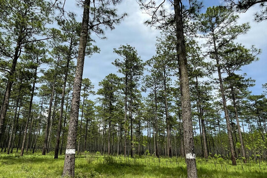 Prescribed Burn Effects on the Conecuh National Forest 