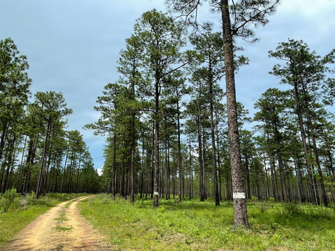 Prescribed Burn Effects on the Conecuh National Forest 