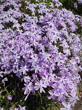 Violet creeping phlox flowers blooming in a spring garden. Floral ground cover over rocks