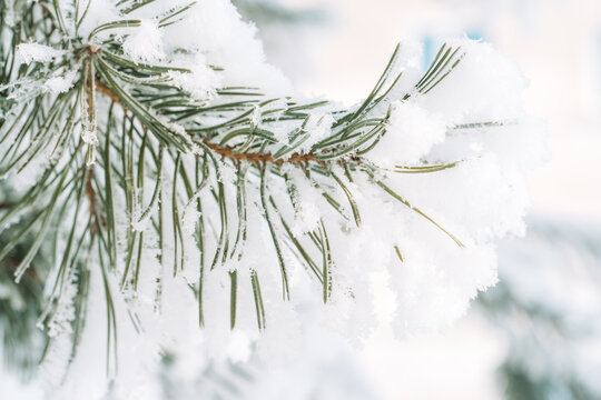 Snow-covered fir branch in soft winter light, natural Christmas background with copy space.