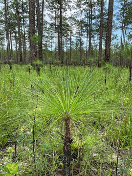 Prescribed Burn Effects on the Conecuh National Forest 
