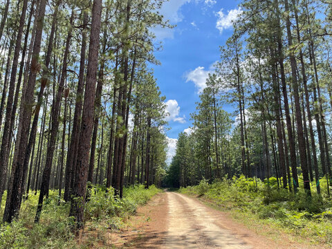 Prescribed Burn Effects on the Conecuh National Forest 