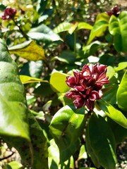 Obraz premium red and yellow flower