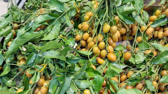 Fresh Longan Fruit on Branches at Asian Grocery Store 