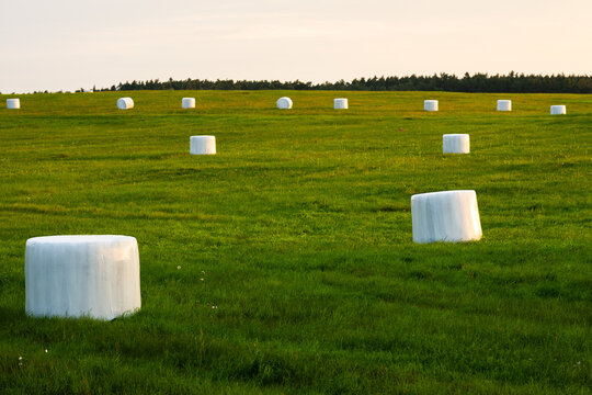 Rural landscape featuring white plastic-wrapped silage bales scattered across a vibrant green agricultural field with a distant tree line under a clear sky.