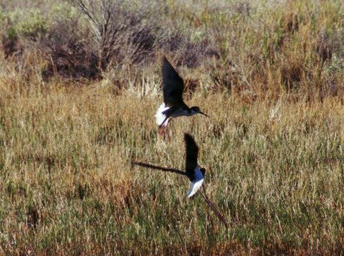 Black-necked stilts take flight over 