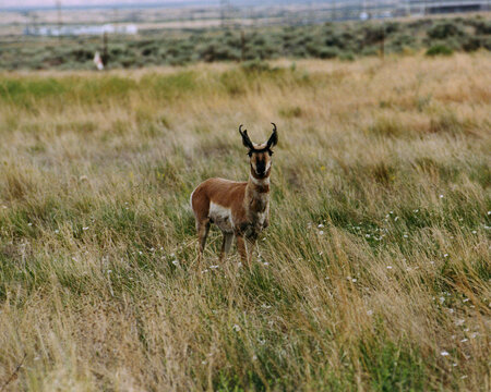 Pronghorn antelope stands alert